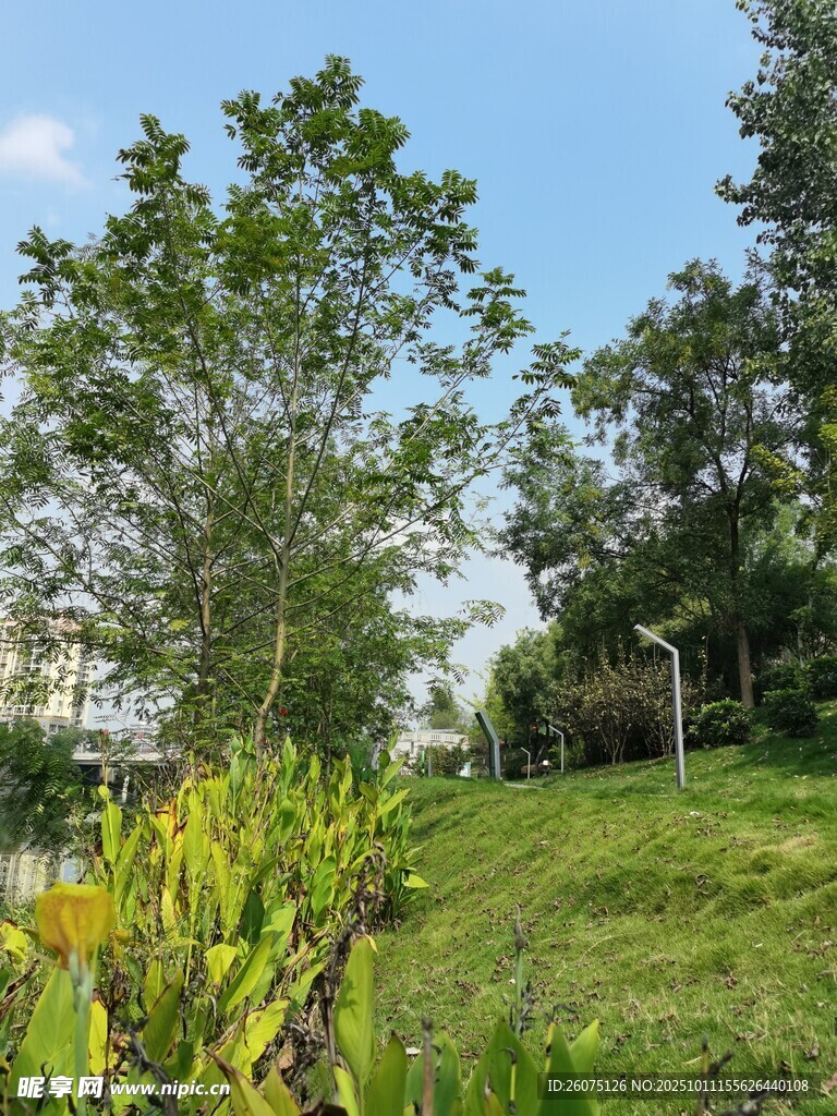 户外绿意盎然的自然景致