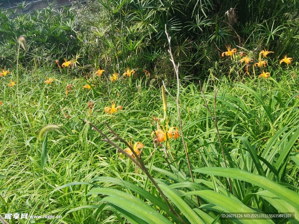 野外绽放的橙色美丽花朵