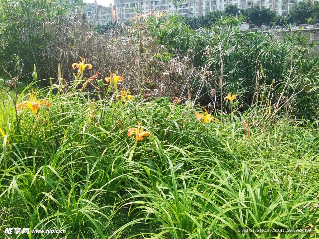 草丛中的黄色花朵绽放