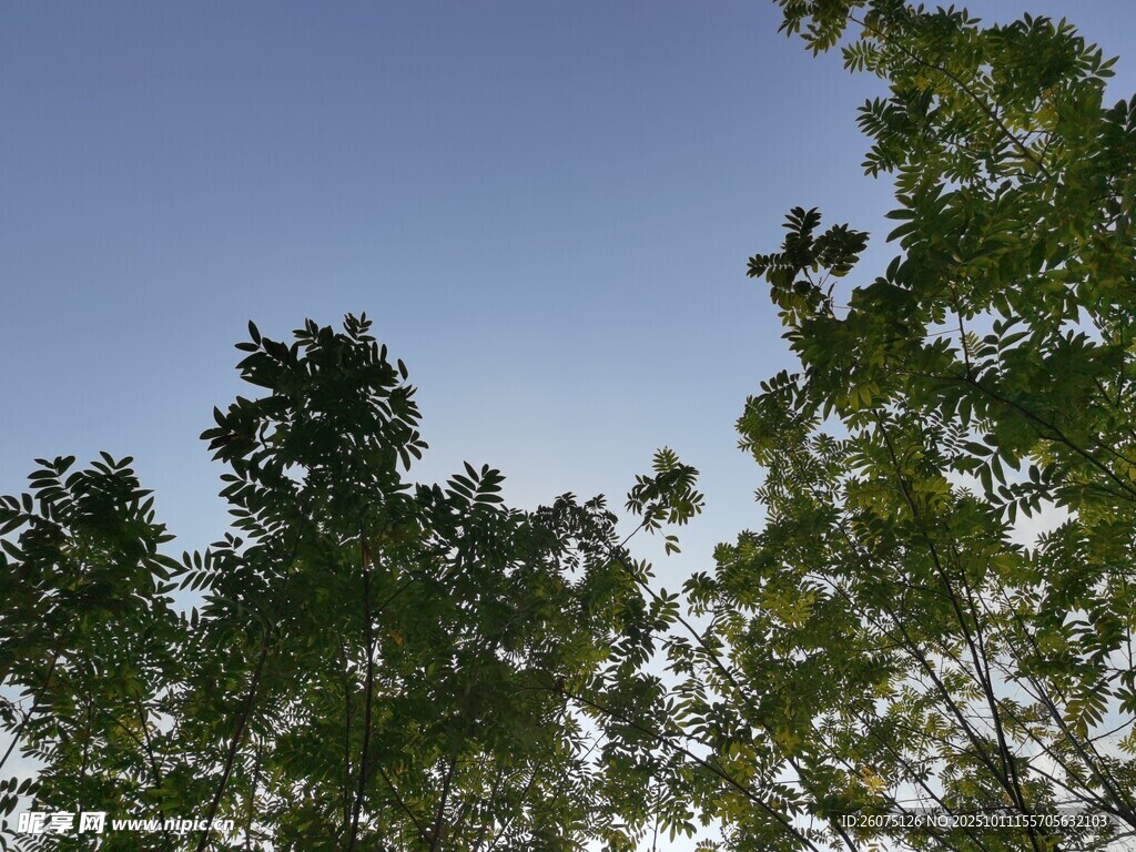 蓝天绿树间的清新景致