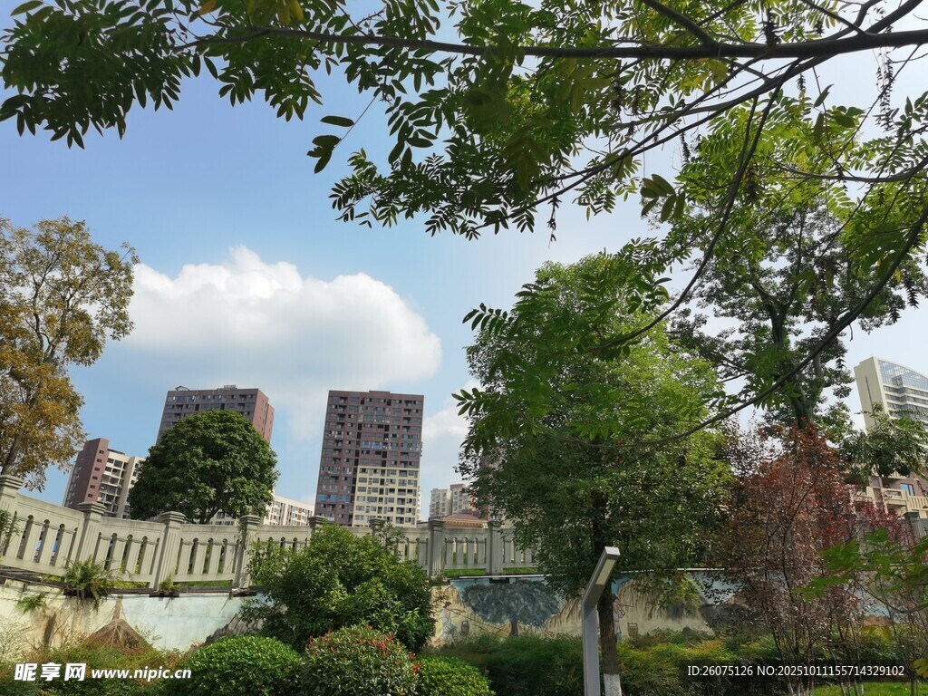 城市园林景观中的绿树高楼