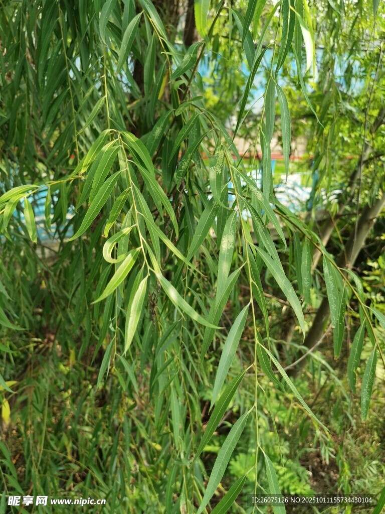 嫩绿柳枝垂于繁茂草木间