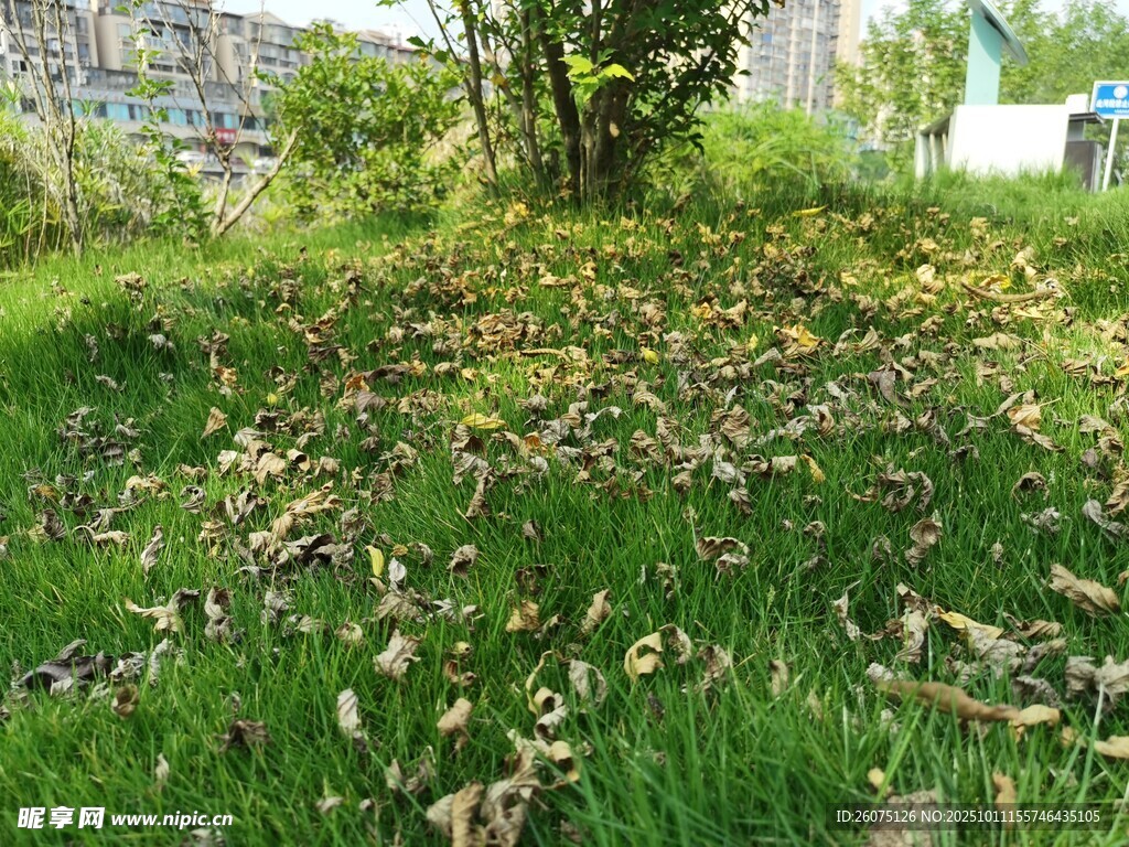 草地落叶景象