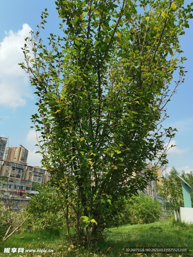 城市绿地中的葱郁树木