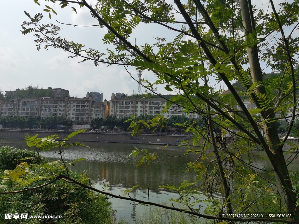 河畔绿树与远处建筑景观