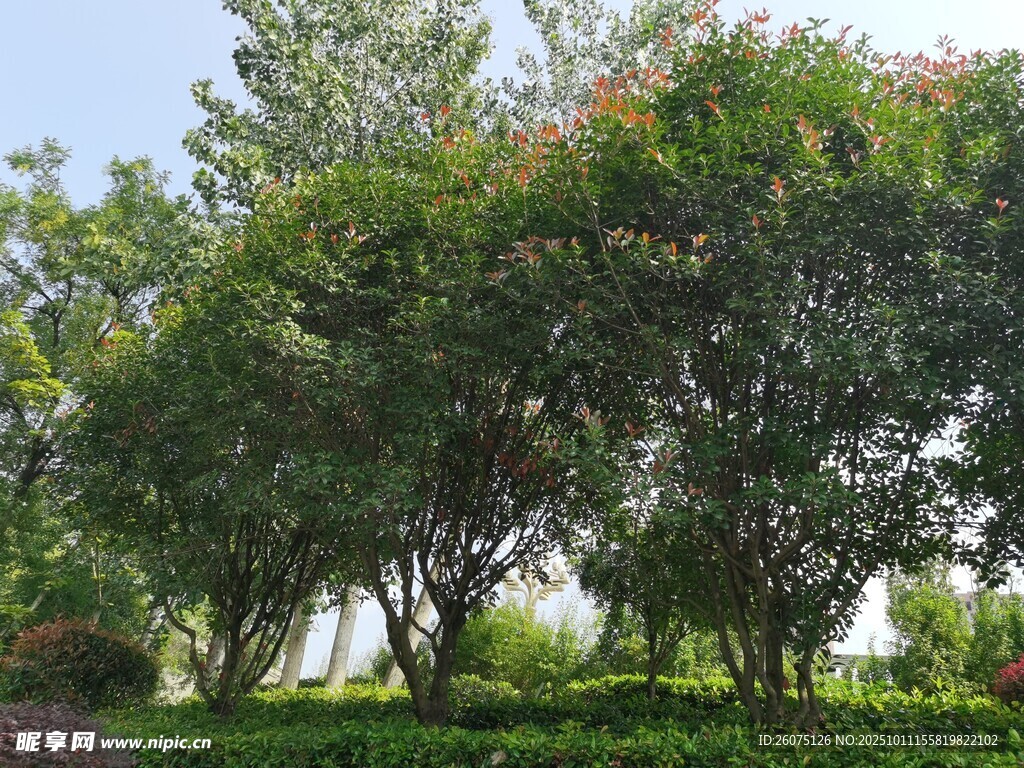 户外葱郁树林景观