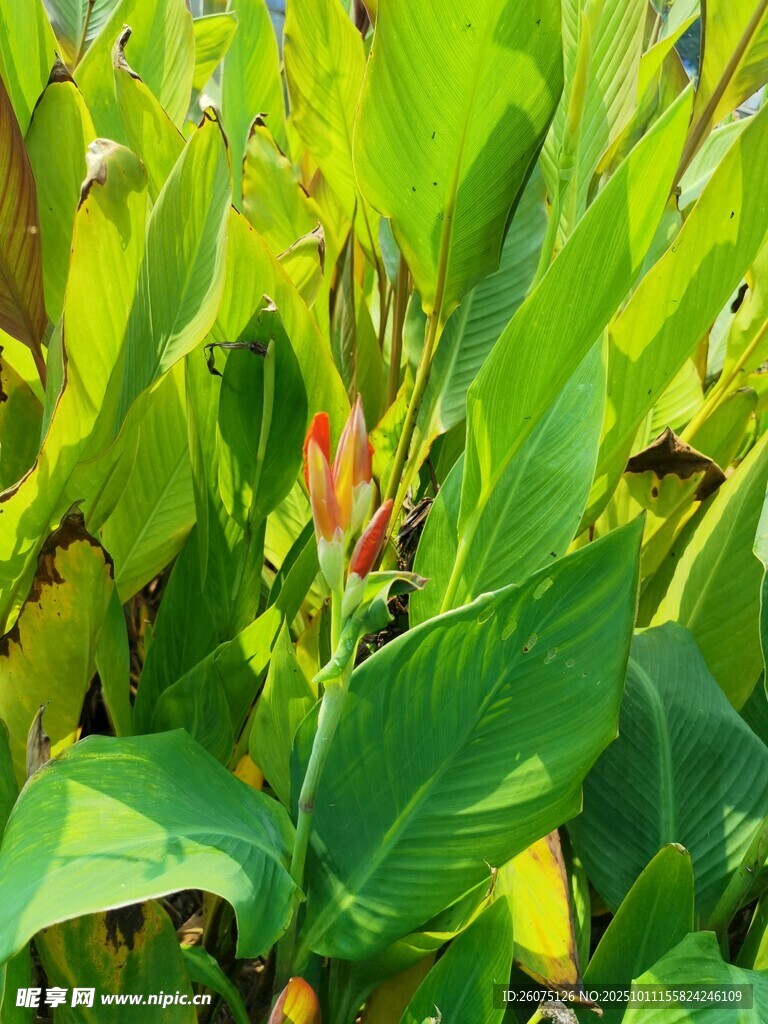 翠绿植物中的鲜艳花朵