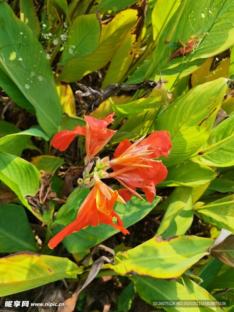 鲜艳橙花绽放绿叶间