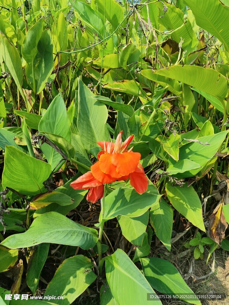 鲜艳橙花绽放绿叶间