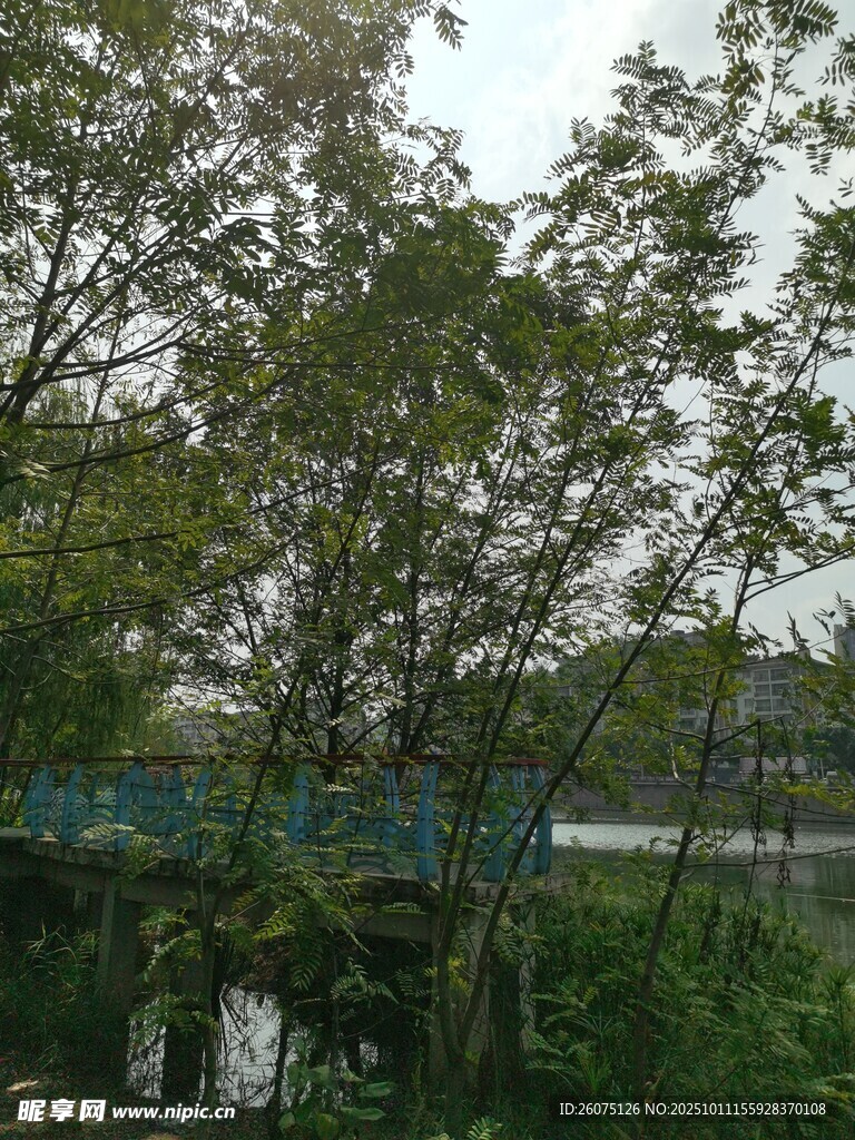 河畔绿树成荫的自然景致