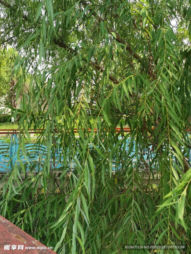垂柳下的静谧景致