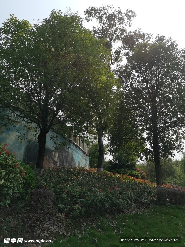 户外绿意盎然的树木景观