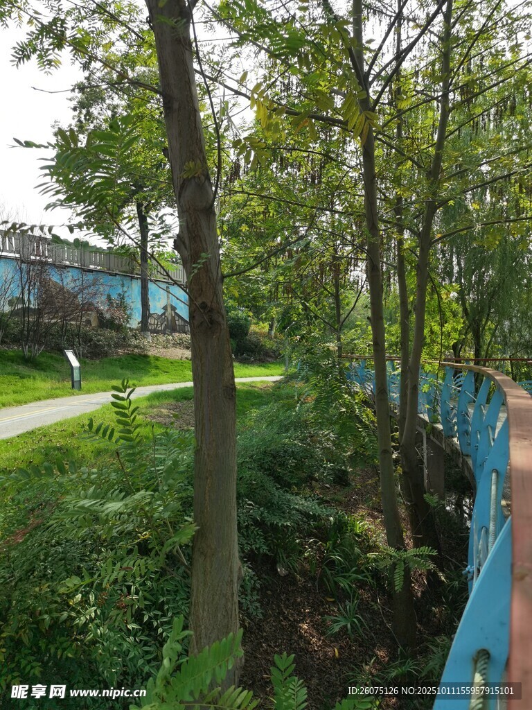 城市中的葱郁树林景观
