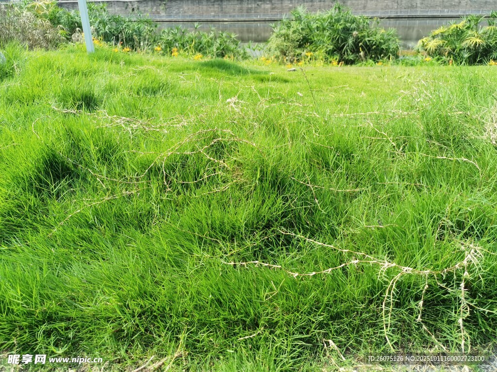 翠绿草地自然清新景致