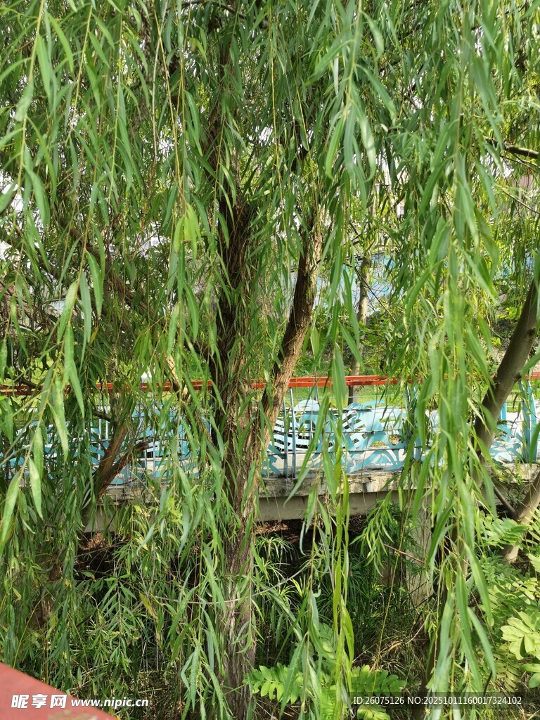 垂柳依依绿意盎然的景致