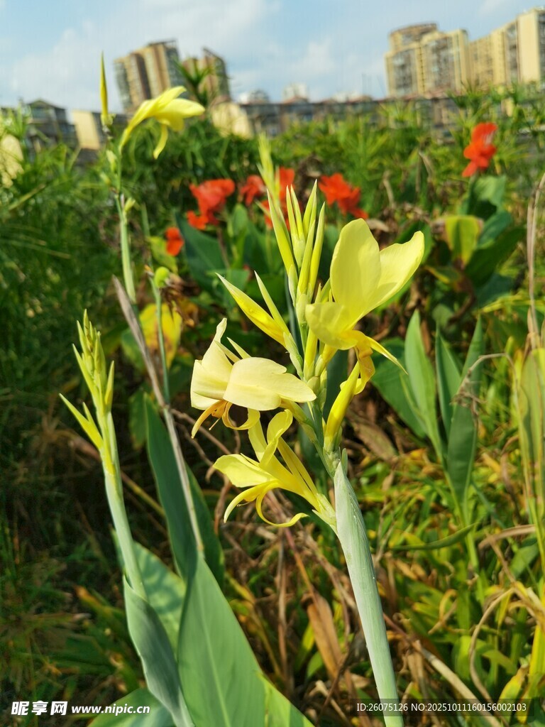 花园中的多彩美人蕉