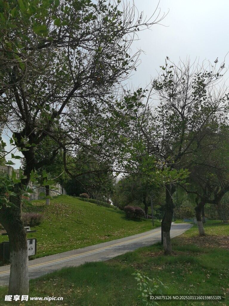 春日林间小道风景