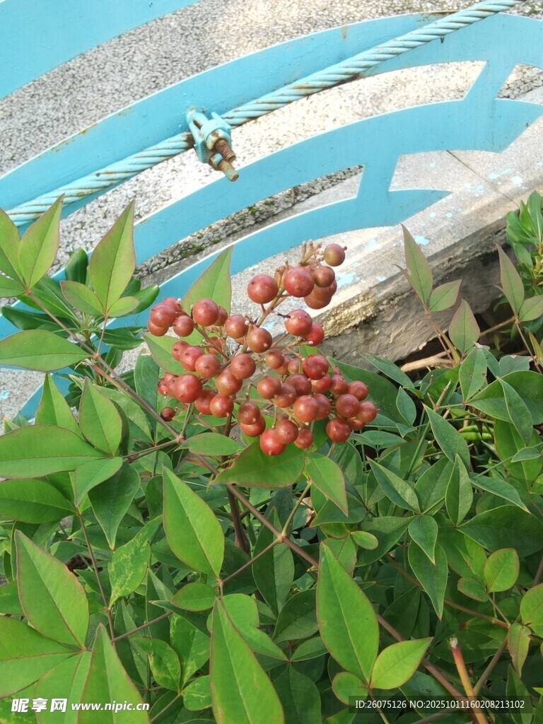 岸边绿植上的红色果实