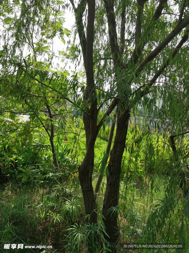 林间葱郁树木与繁茂植被