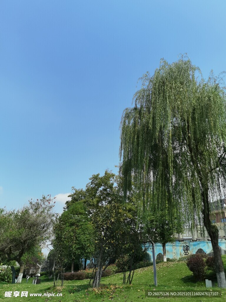 春日公园垂柳美景