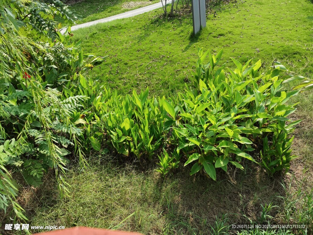 绿意盎然的庭院植物景观
