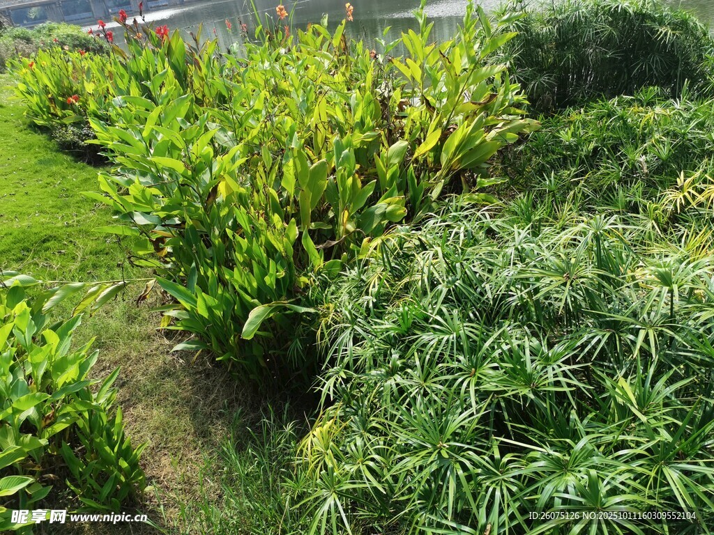 绿意盎然的植物景观