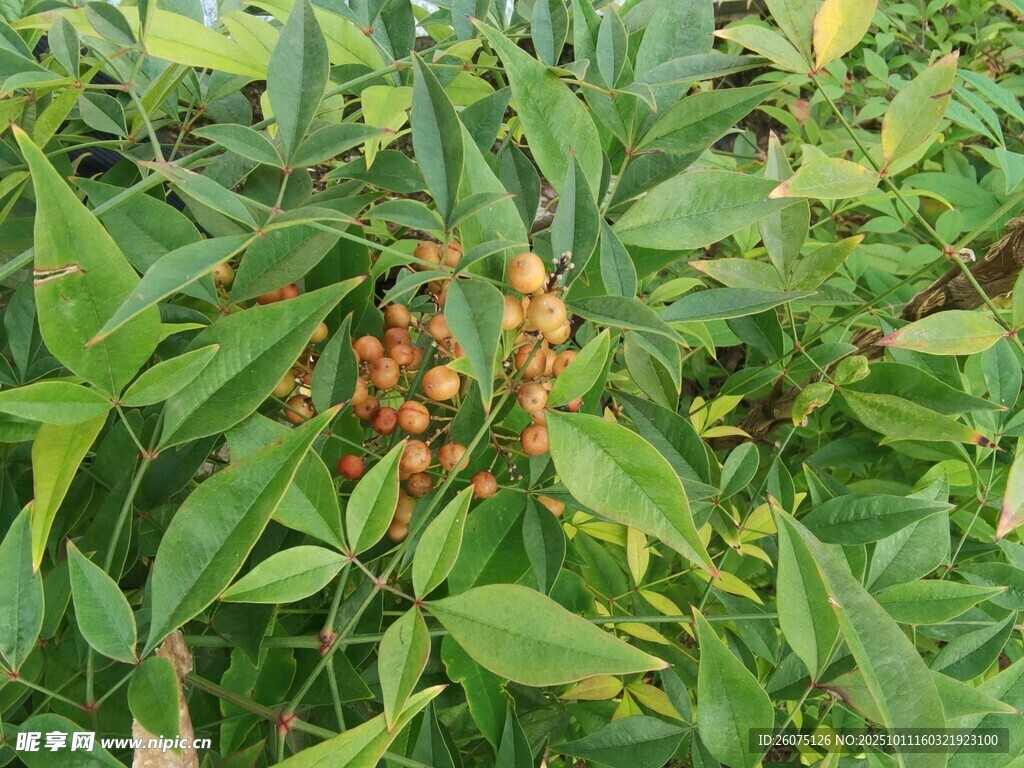 绿叶间的橙色果实