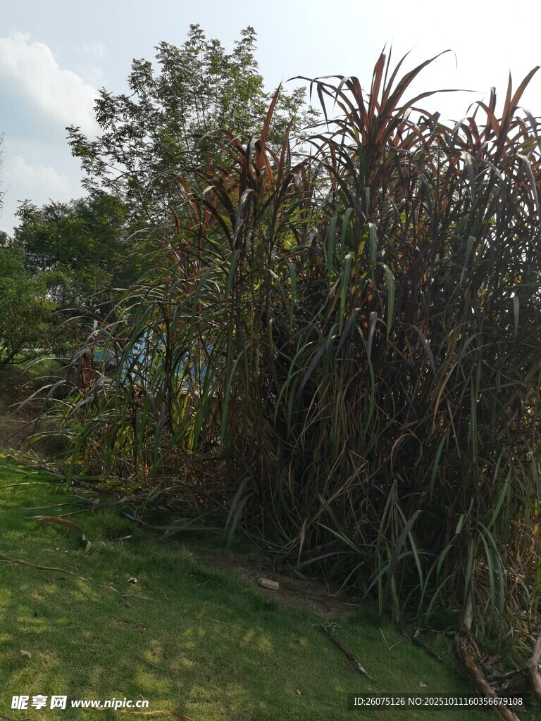 户外茂盛绿植景观