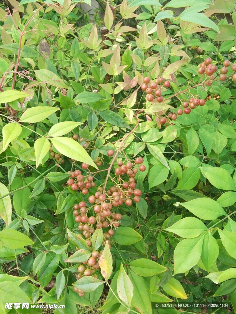 绿叶间的红花椒果实