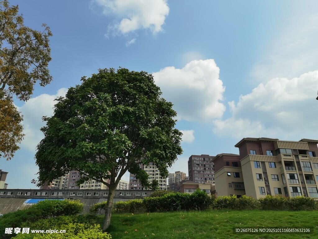 绿树旁的古老建筑景观