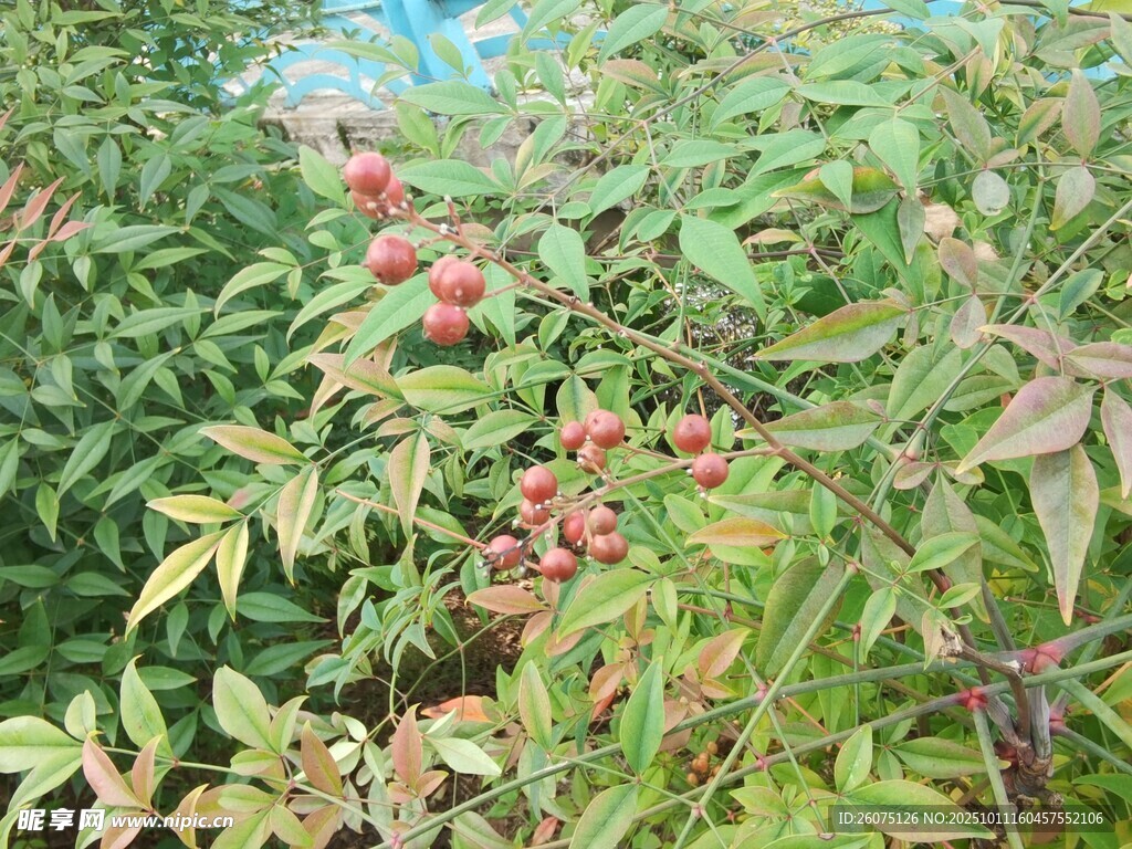 枝头红果伴绿叶