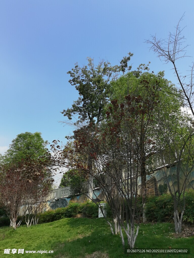 绿意盎然的户外树木景观