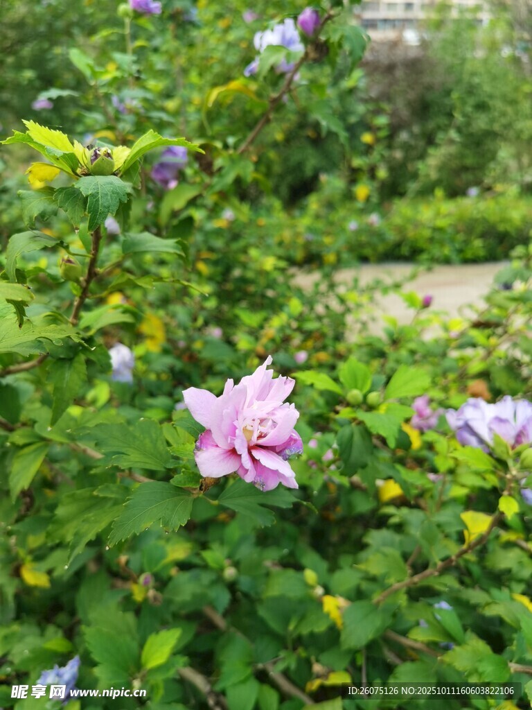 娇艳木槿绽放于绿植间