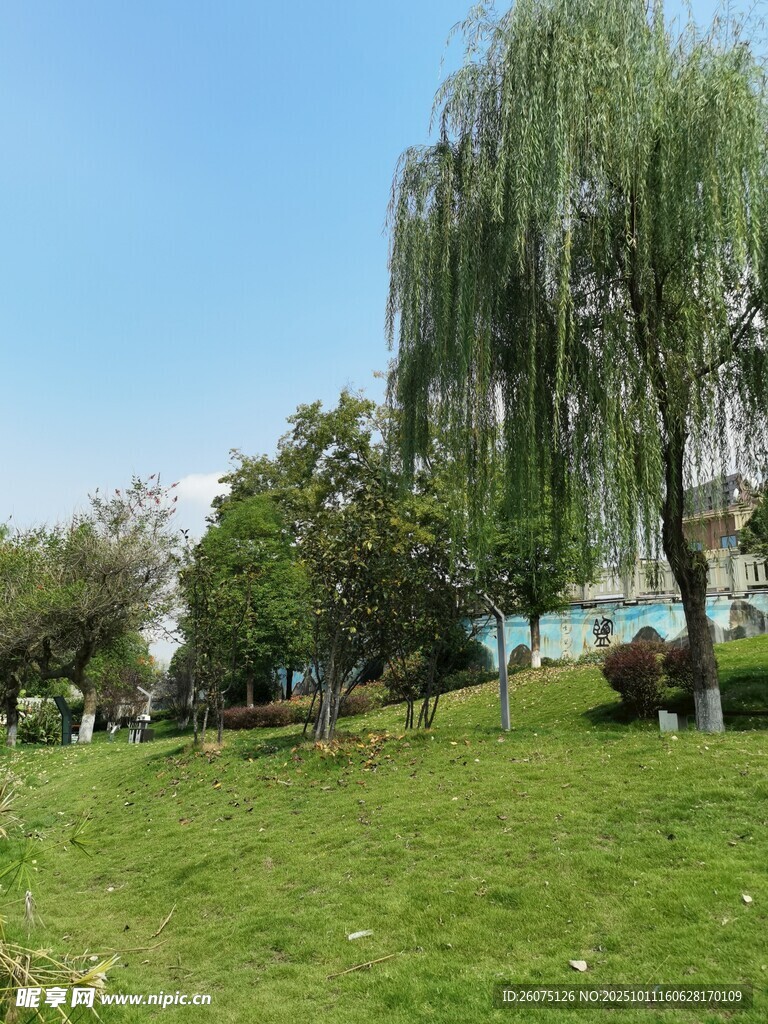 春日草地旁的垂柳景观