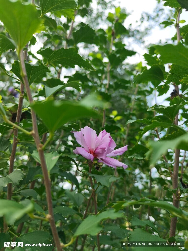 绿叶丛中的娇艳紫花