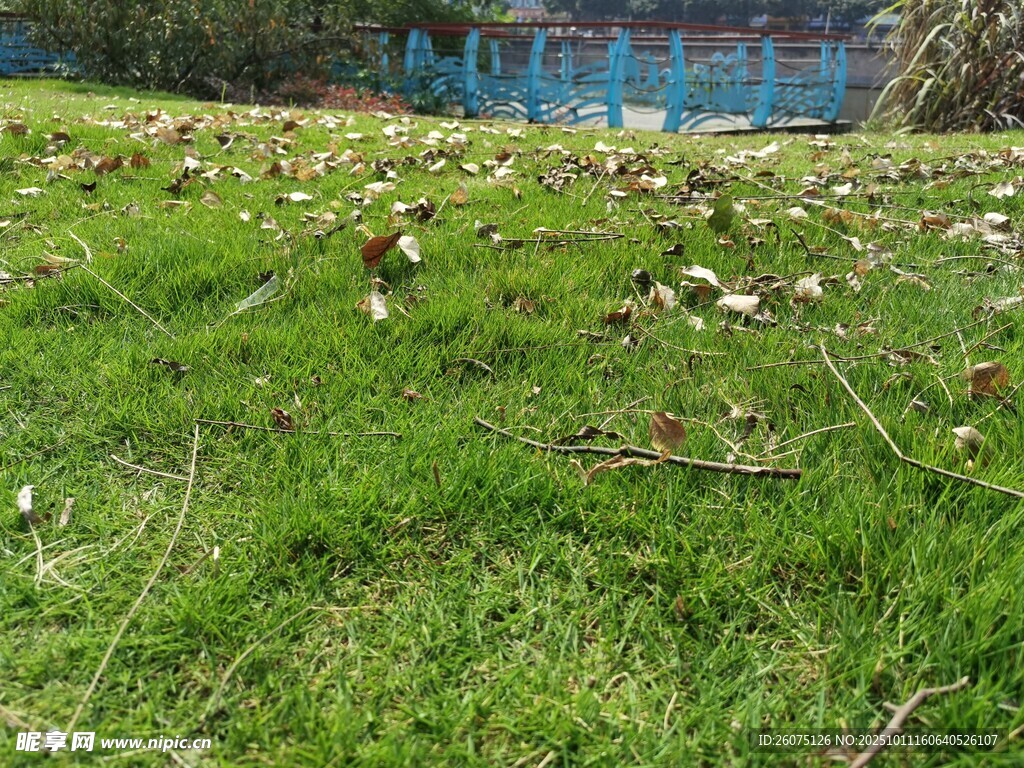 绿草上散落的枯叶