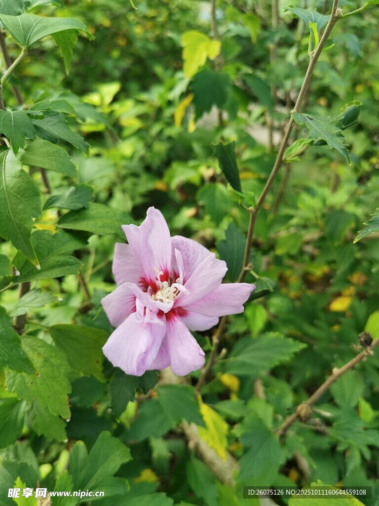 单朵木槿花绽放于绿叶间