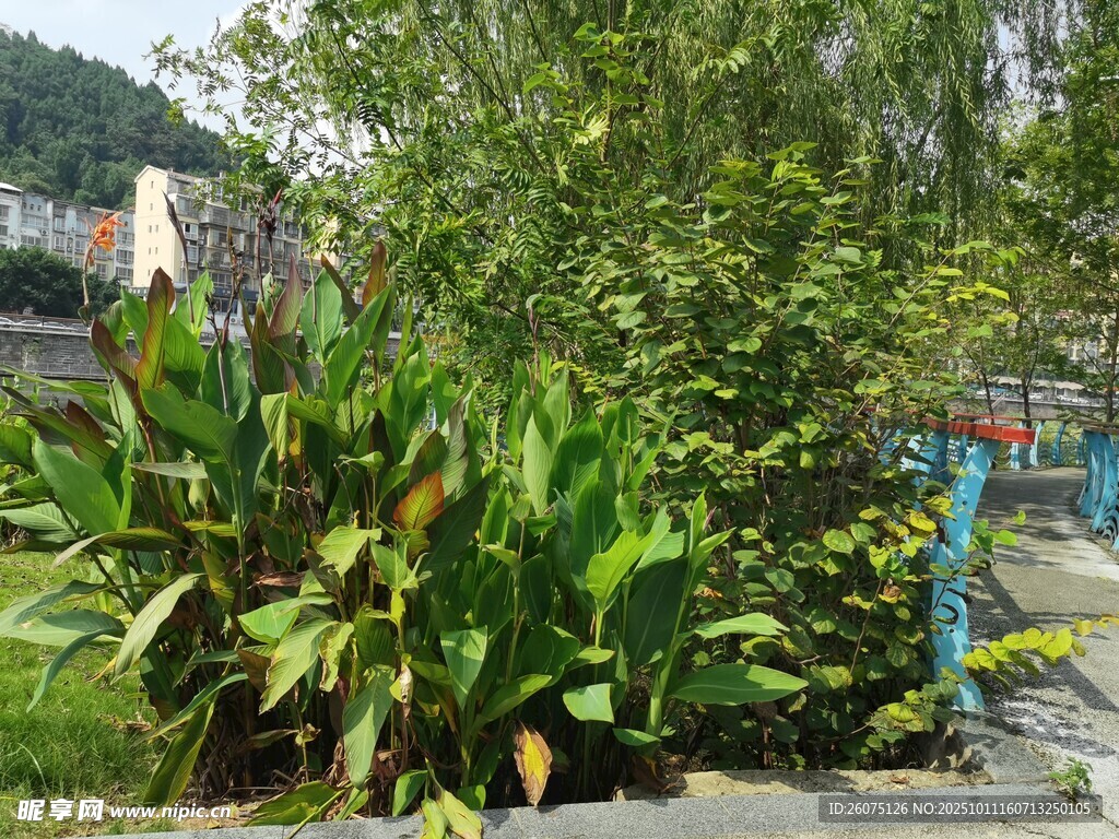 庭院绿植景观