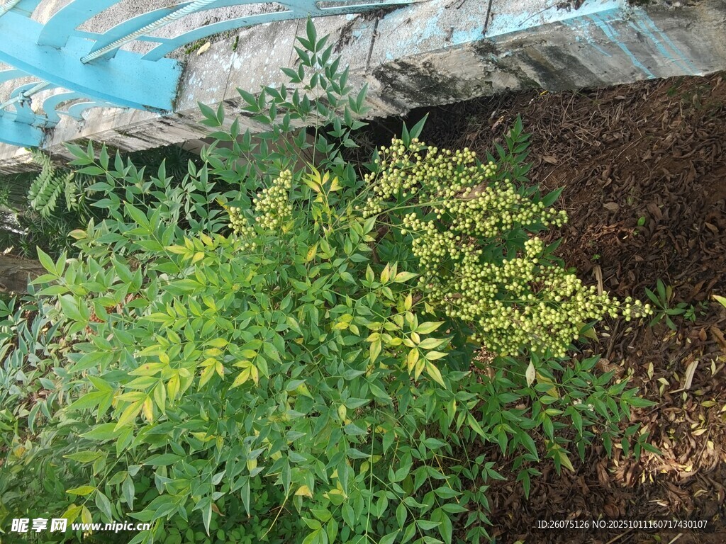 绿叶黄花的蓬勃植物