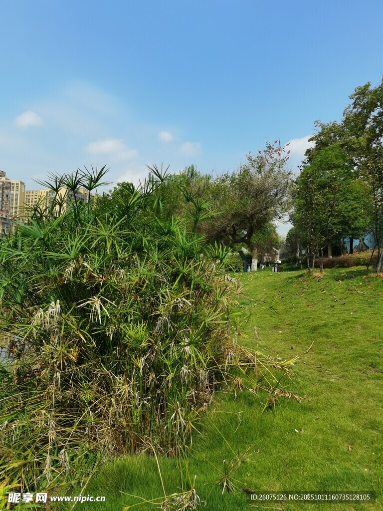 绿意盎然的户外草地景观