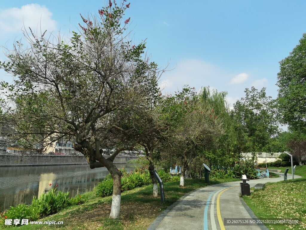 城市林荫小路风景