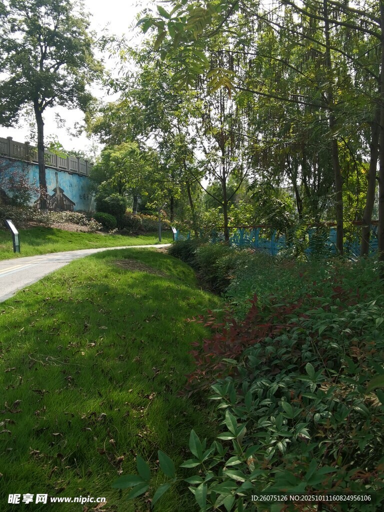 林间小径旁的绿意景致