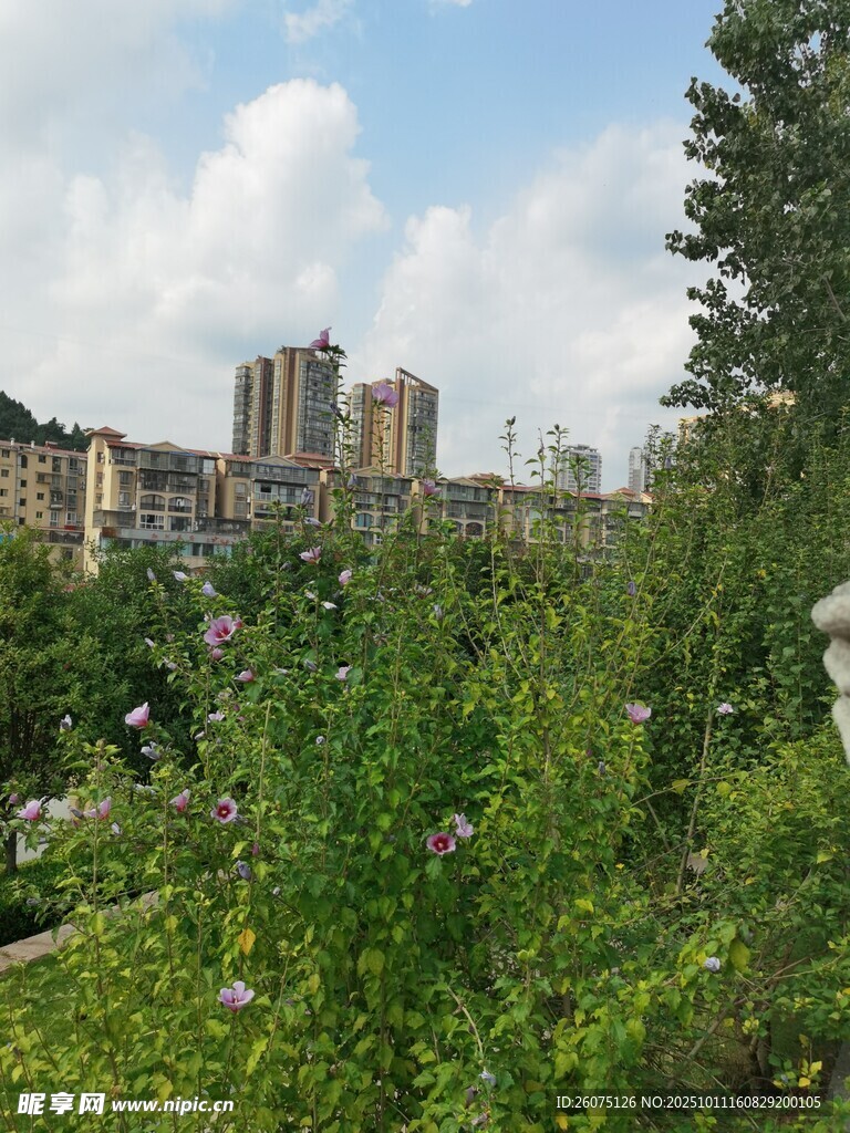 城市边缘的绿植景观