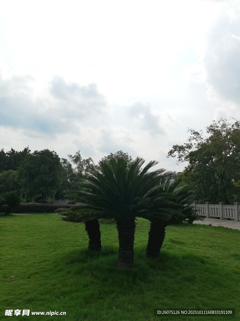 草坪上的几棵棕榈树