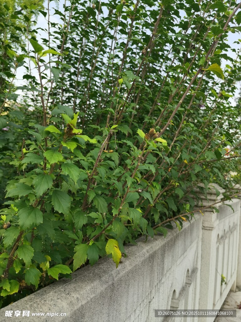 墙边繁茂绿植景观