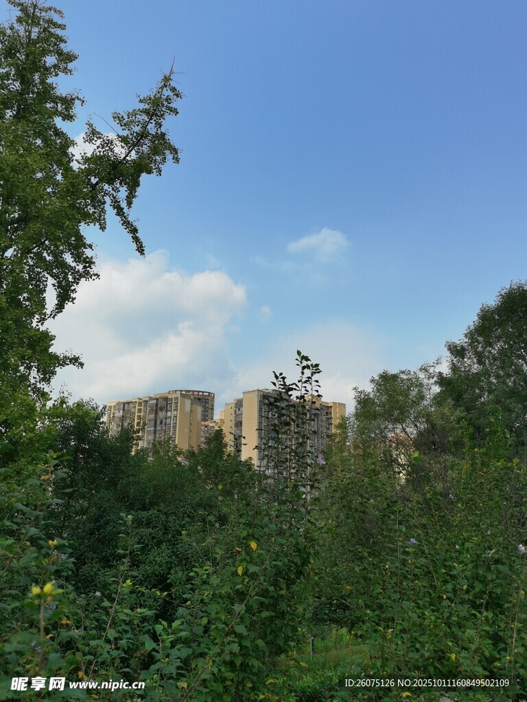 绿树掩映下的城市建筑
