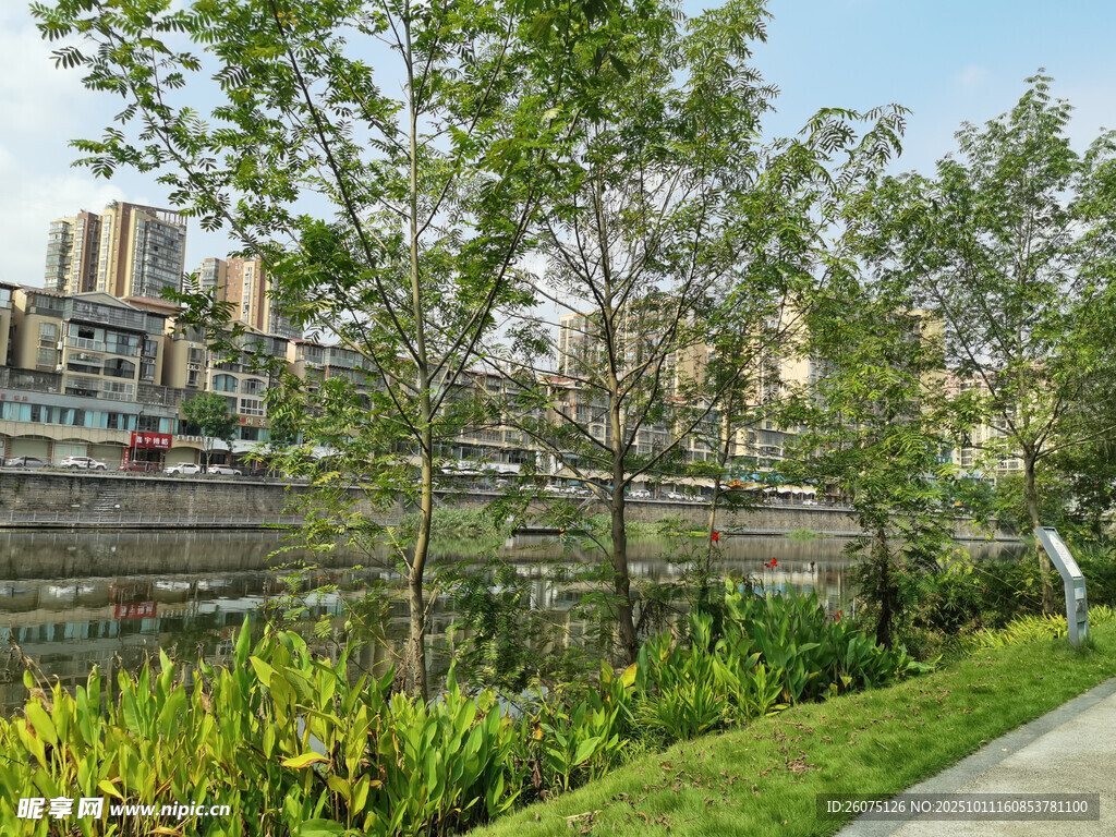 城市河畔绿植景观