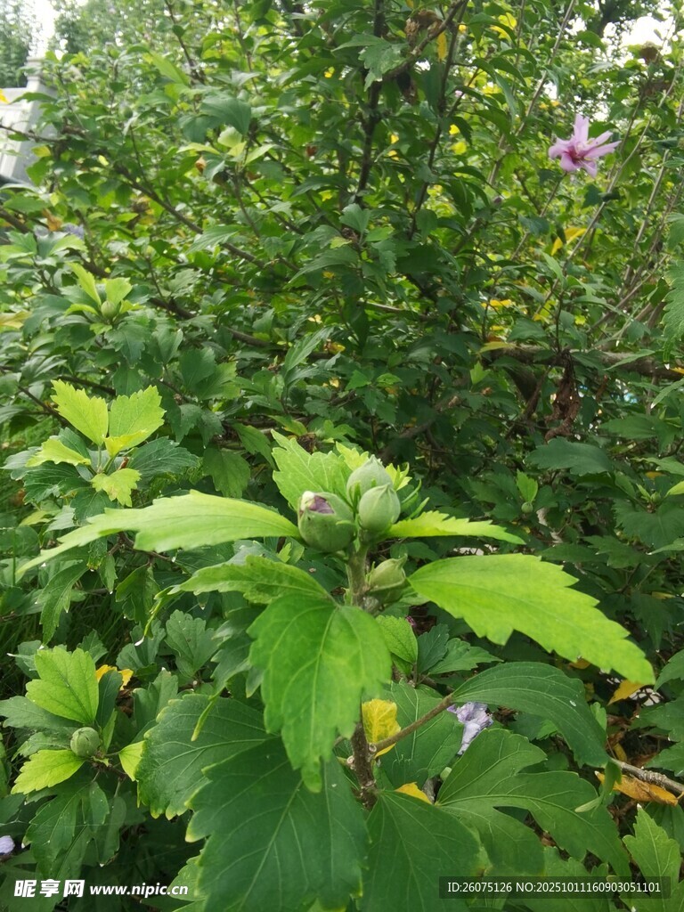 繁茂绿植中的清新景致