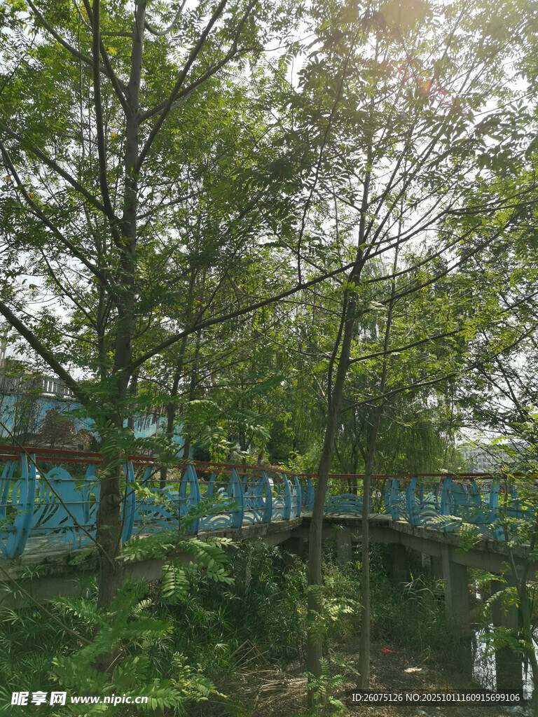 林间蓝桥绿意盎然之景