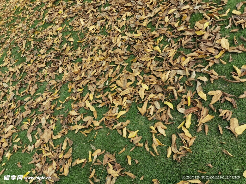 地面散落枯黄落叶